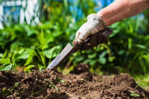 Planting plants on a vegetable bed in the garden Cultivated land close up Gardening concept Agriculture plants growing in bed row