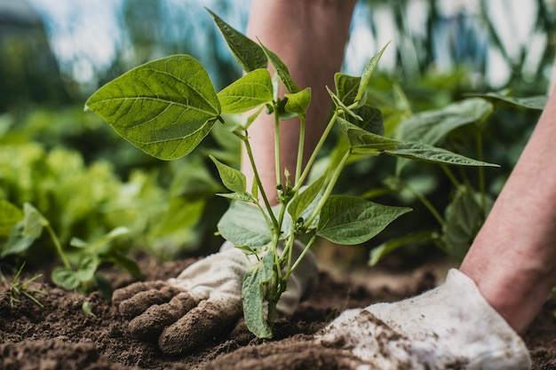 Planting plants on a vegetable bed in the garden Cultivated land close up Gardening concept Agriculture plants growing in bed row