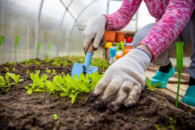 Planting plants a woman plants young sprouts in the ground closeup no face