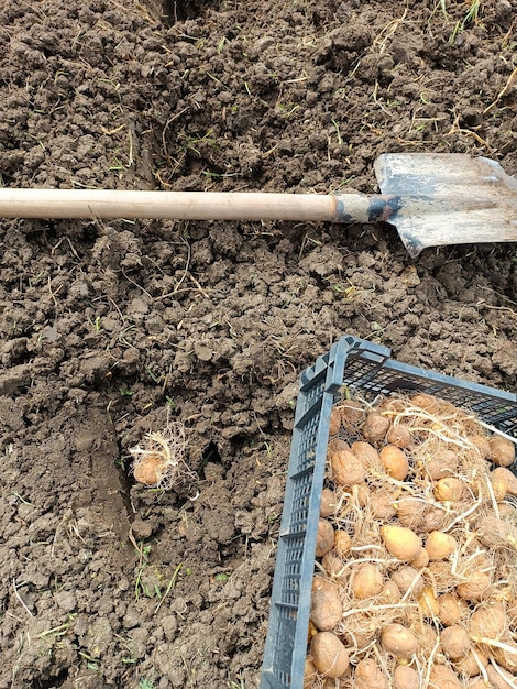 Planting potatoes in the garden A box with germinated potatoes a shovel and a hole in the ground with a tuber