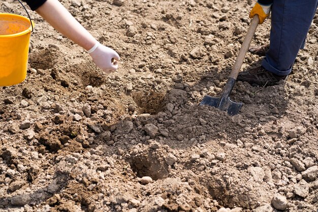 Planting potatoes in the ground a woman planting potatoes in the ground in early spring Early spring preparation for the garden season Potato tubers are ready to be planted in the soil