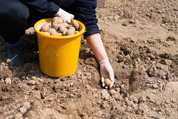 Planting potatoes in the ground a woman planting potatoes in the ground in early spring Early spring preparation for the garden season Potato tubers are ready to be planted in the soil