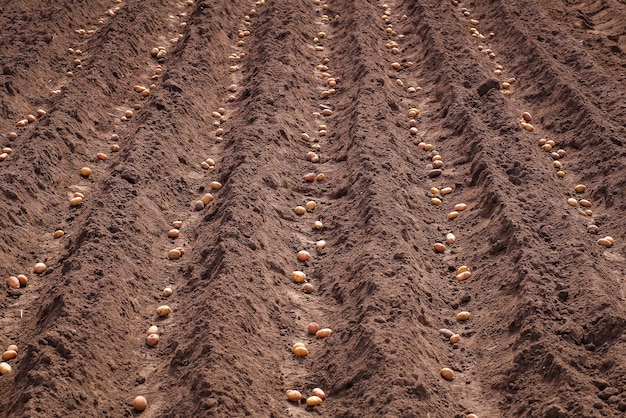 Planting potatoes in the spring for harvest