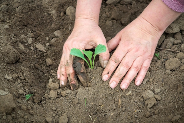 Planting seedlings of cabbage in the spring in open ground in the garden