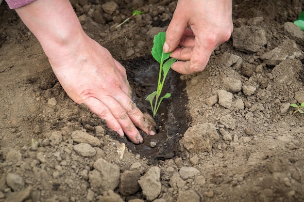 Planting seedlings of cabbage in the spring in open ground in the garden