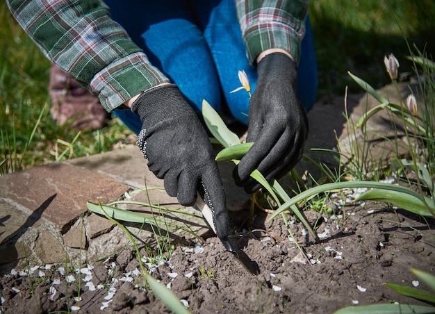 Planting seedlings in the garden.