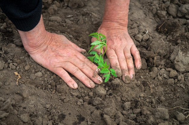 Planting seedlings of tomatoes in spring in the ground in the garden Hands of rural woman closeup