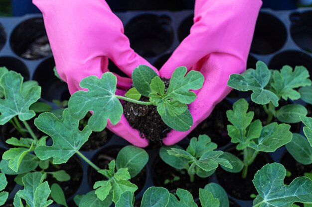 Planting seedlings of zucchini, pumpkin or watermelon close-up.  In the Hands of a woman in work gloves seedlings