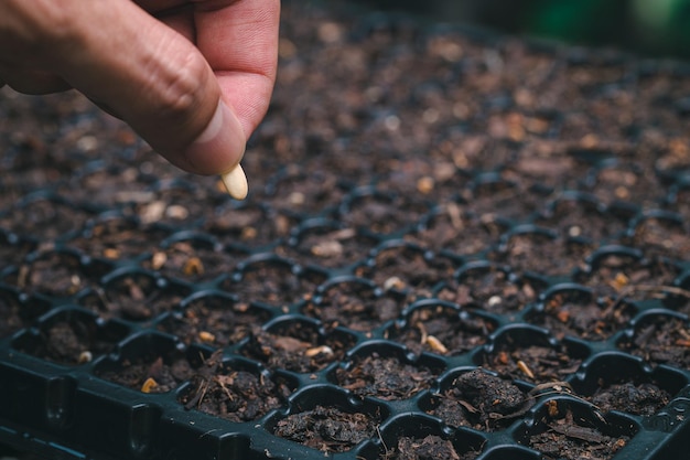 Planting seeds vegetables and fruits in planting trays