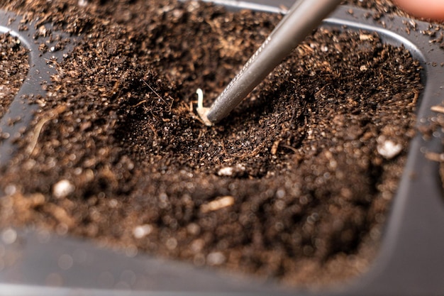 Planting sprouted tomato seed in the ground