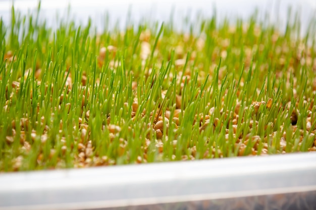 Planting sprouted wheatgrass in a white pot with soil