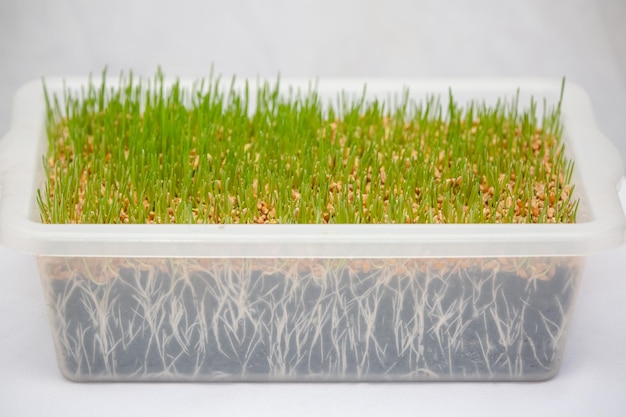 Planting sprouted wheatgrass in a white pot with soil