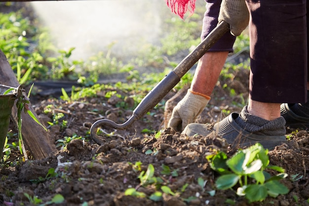 Planting strawberries in the garden Spring works Senior woman works with tool at sunset High quality photo