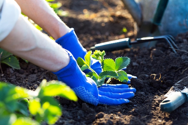 Planting strawberries in the garden