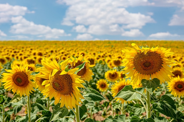 Planting sunflowers in the field