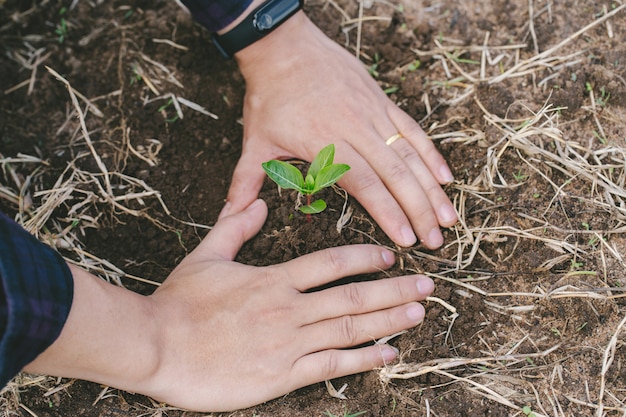 Photo planting a tree. close-up on young man hands planting the tree.conservation of nature concept