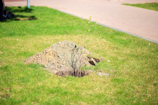 Planting trees in the urban space. Spring work in the park. A stalk of a young tree in a planting hole.