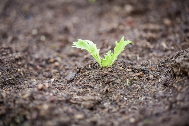 Photo planting vegetables lettuce leaf on soil in the garden / green young plant growing gardening plantation agriculture