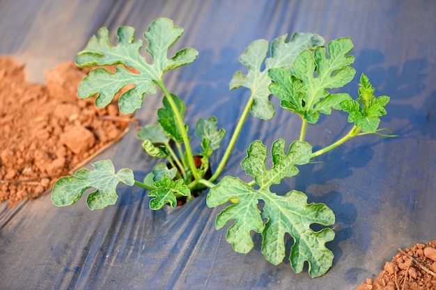 Planting watermelon on field with watermelon plant tree on ground agriculture garden watermelon farm with leaf tree plant small on land farmers field with growing in rows green organic