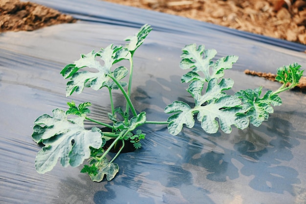 Planting watermelon on field with watermelon plant tree on ground agriculture garden watermelon farm with leaf tree plant small on land farmers field with growing in rows green organic