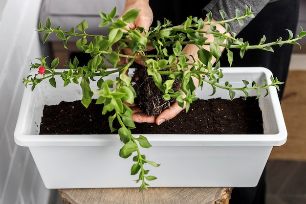 Planting in a white rectangular flower pot