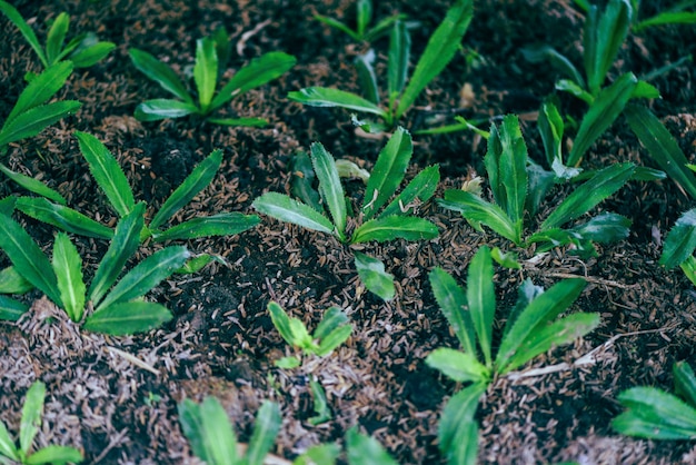 Planting young culantro on soil - plantation vegetable culantro leaves plants agriculture , Sawtooth coriander