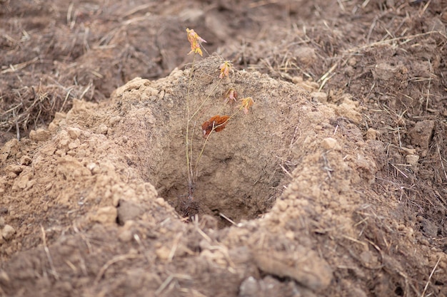 Planting young trees in the forest belt. Forest restoration. Tree planting. Forest creation.