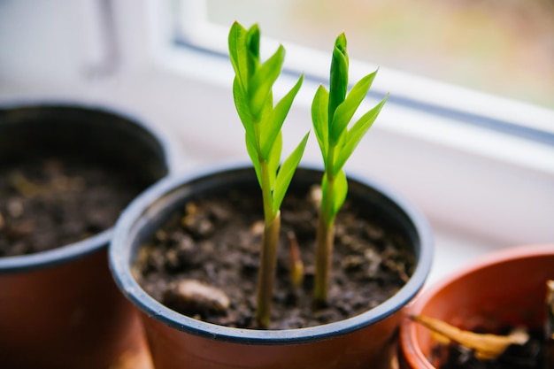 Planting Zamioculcas indoors The concept of a home garden hobby gardening Environmental protection Care of home green plants