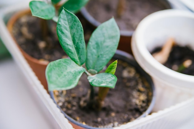 Planting Zamioculcas indoors The concept of a home garden hobby gardening Environmental protection Care of home green plants