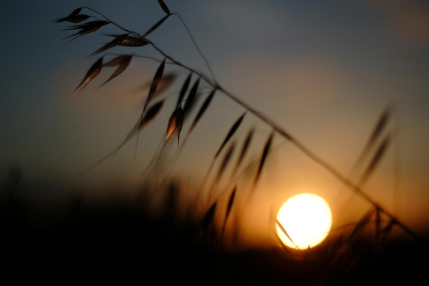 Plants against sky at sunset