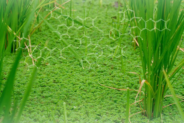 Plants background with biochemistry structureSmart virtual screen interface on blurred gentle nature background Sustainable energy