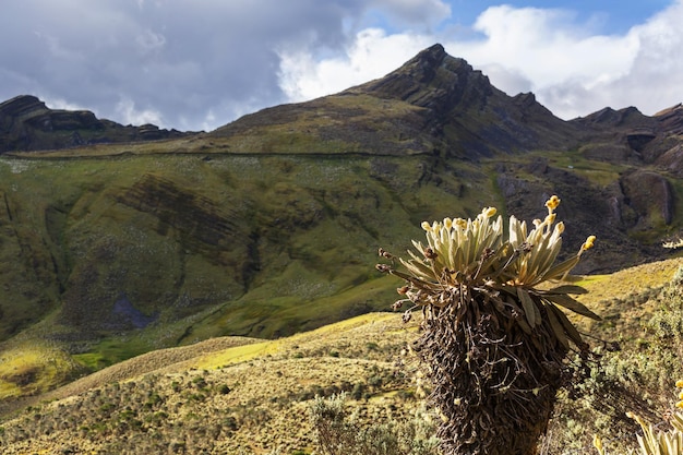 Photo plants in colombia