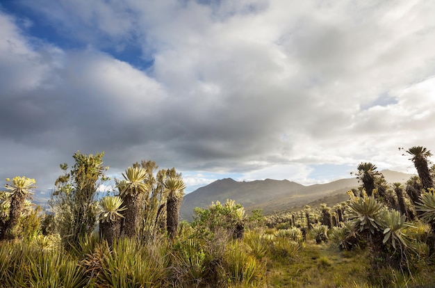 Photo plants in colombia