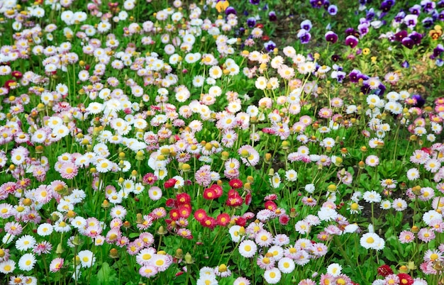 Plants of daisy with flowers (spring background)