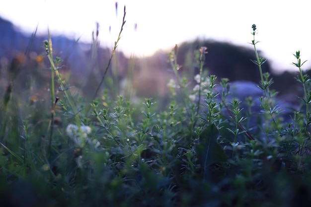 Plants and flowers macro Detail of petals and leaves at sunset Natural nature background