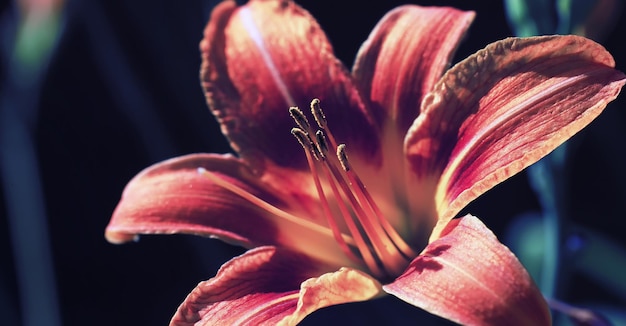 Plants and flowers macro Detail of petals and leaves at sunset Natural nature background