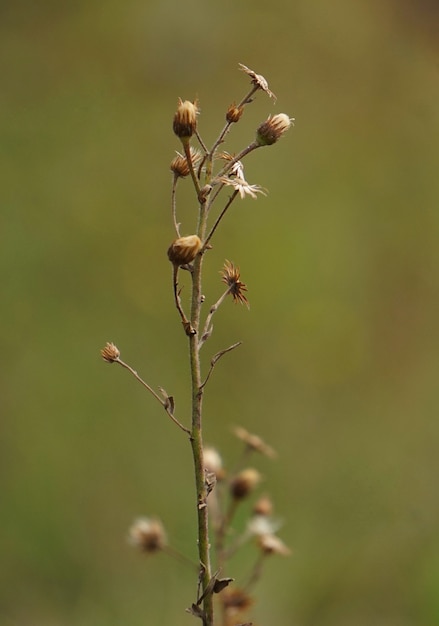  the plants in the garden