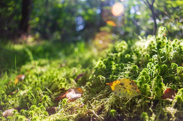 Plants grass closeup in the forest Low point of view in nature landscape Ground forest on sunset summer background Blurred nature background copy space Park low focus depth