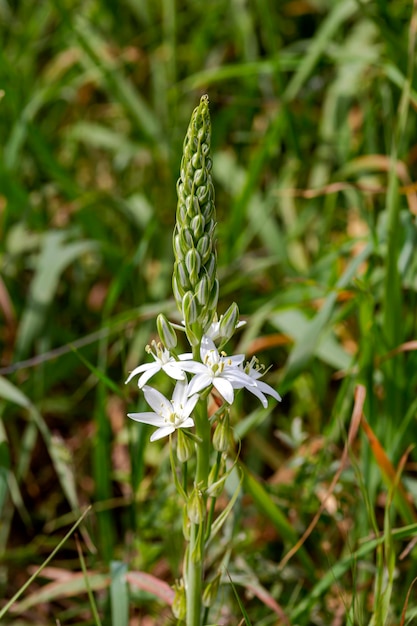 Plants of Greece A tender plant Ornithogalum nutans with white flowers close-up