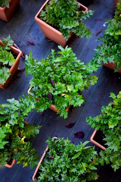 Plants in a greenhouse