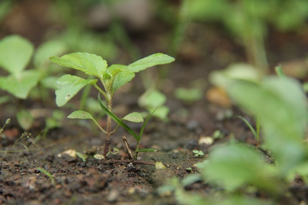 plants on the ground