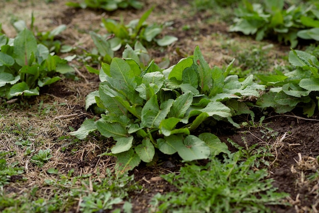 Plants in the ground