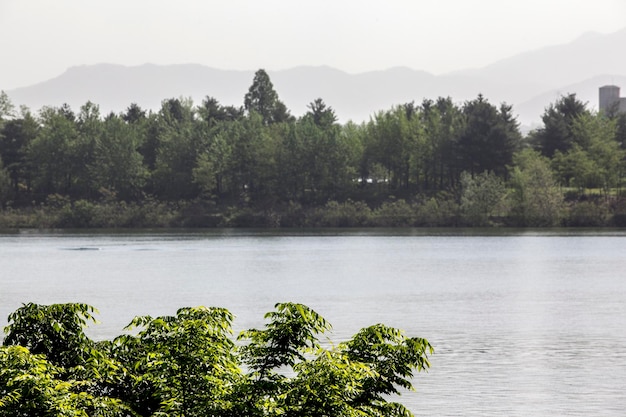 Photo plants growing against lake