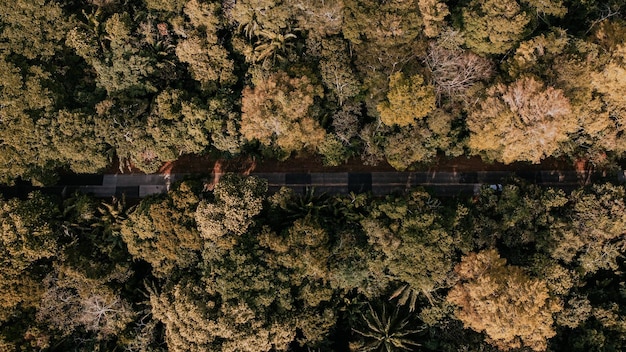 Plants growing by wall in forest