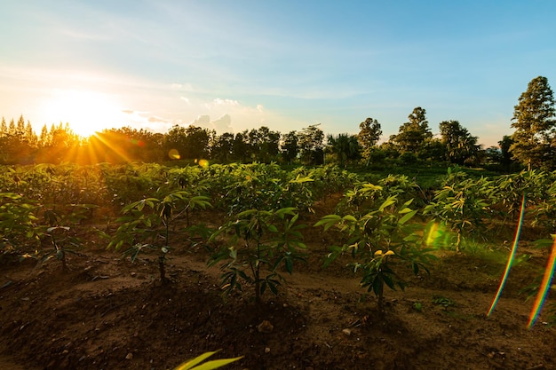 Plants growing on field against sky during sunset