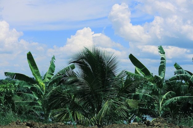 Plants growing on field against sky