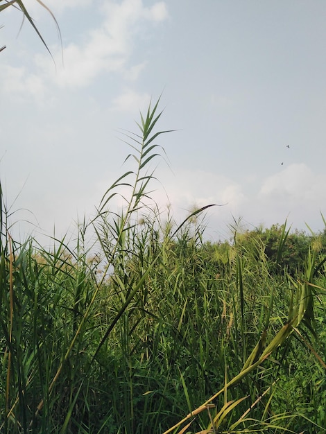 Plants growing on field against sky