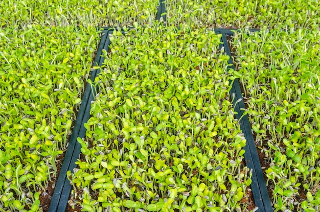 Plants growing on field