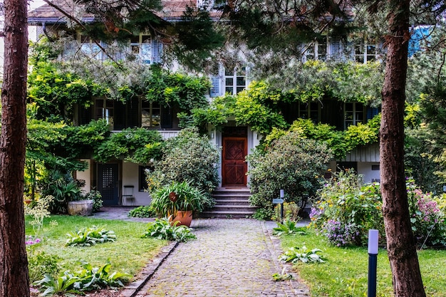 Plants growing outside building by street