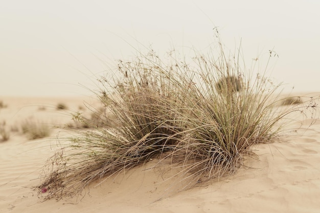 Plants growing in sandy desert Desert vegetation